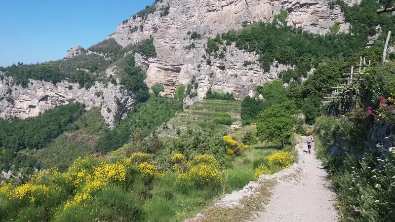 Il Sentiero degli Dei tra le ginestre in fiore, sotto le pareti di roccia